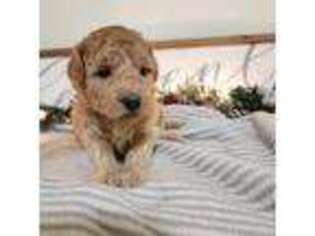 Goldendoodle Puppy for sale in Donna, TX, USA