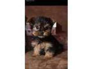 Yorkshire Terrier Puppy for sale in San Marcos, TX, USA