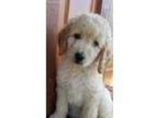 Labradoodle Puppy for sale in Katy, TX, USA