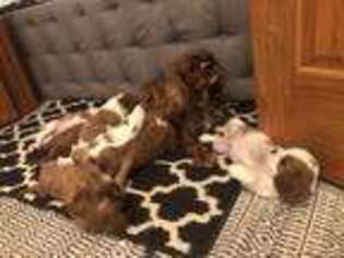 Cavalier King Charles Spaniel Puppy for sale in Brunswick, OH, USA