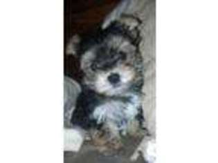 Yorkshire Terrier Puppy for sale in GLOUCESTER, VA, USA
