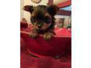 Yorkshire Terrier Puppy for sale in Egg Harbor, WI, USA