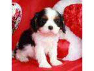 Cavalier King Charles Spaniel Puppy for sale in Troy, MT, USA