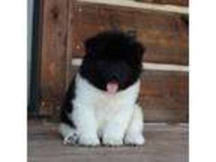 Akita Puppy for sale in Alamosa, CO, USA