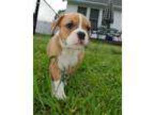 Olde English Bulldogge Puppy for sale in Greenville, NC, USA