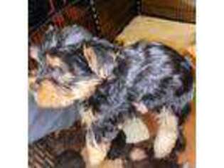 Yorkshire Terrier Puppy for sale in Providence, RI, USA