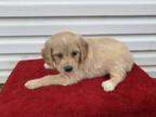 Goldendoodle Puppy for sale in Sumner, IL, USA