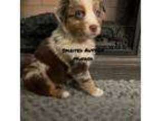 Australian Shepherd Puppy for sale in Terryville, CT, USA