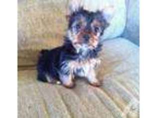 Yorkshire Terrier Puppy for sale in PALATKA, FL, USA