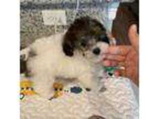 Mutt Puppy for sale in Clute, TX, USA