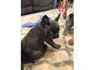French Bulldog Puppy for sale in Ottawa, KS, USA