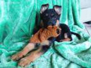 German Shepherd Dog Puppy for sale in Rome, NY, USA