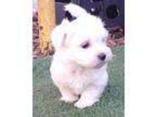 Maltese Puppy for sale in Mount Vernon, MO, USA
