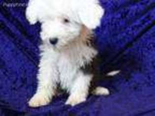 Old English Sheepdog Puppy for sale in Hilbert, WI, USA