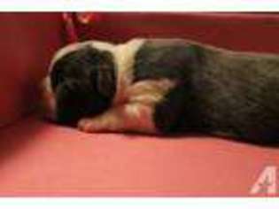 Boston Terrier Puppy for sale in FORT MC COY, FL, USA
