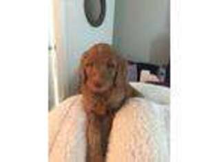 Goldendoodle Puppy for sale in Unionville, TN, USA
