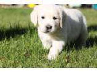 Mutt Puppy for sale in Lindon, UT, USA