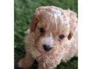 Cavapoo Puppy for sale in Shingle Springs, CA, USA