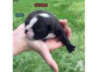 Boston Terrier Puppy for sale in TOMBALL, TX, USA