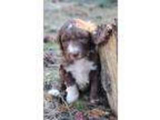 Mutt Puppy for sale in Cheney, WA, USA