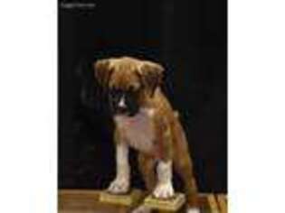 Boxer Puppy for sale in Hawk Point, MO, USA