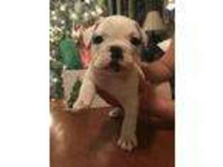 Olde English Bulldogge Puppy for sale in Bardstown, KY, USA