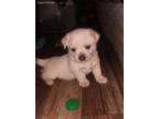 Chug Puppy for sale in Mount Sterling, KY, USA