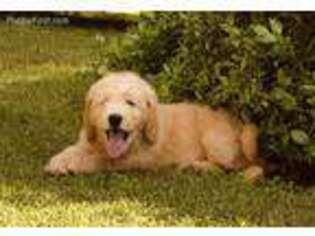 Goldendoodle Puppy for sale in Andalusia, AL, USA