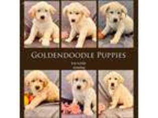 Goldendoodle Puppy for sale in Dublin, CA, USA