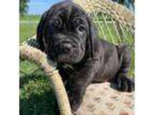 Neapolitan Mastiff Puppy for sale in Lowry City, MO, USA