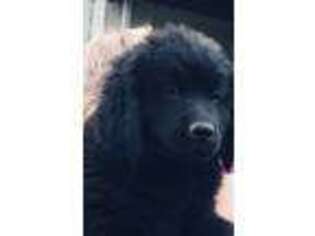 Newfoundland Puppy for sale in Earleville, MD, USA