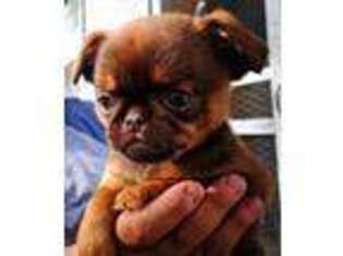 Brussels Griffon Puppy for sale in Sauk Centre, MN, USA