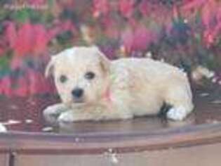 Yorkshire Terrier Puppy for sale in Caseville, MI, USA