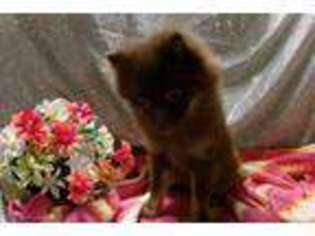 Pomeranian Puppy for sale in WENDELL, NC, USA