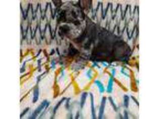 French Bulldog Puppy for sale in Crestview, FL, USA