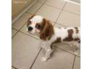 Cavalier King Charles Spaniel Puppy for sale in Waterford, MI, USA