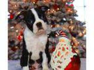 Boston Terrier Puppy for sale in Eatonville, WA, USA