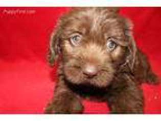 Labradoodle Puppy for sale in Sallisaw, OK, USA
