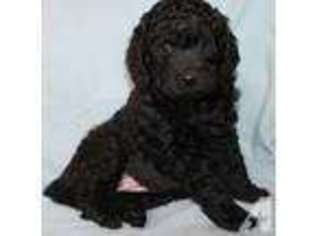 Labradoodle Puppy for sale in SAN DIEGO, CA, USA