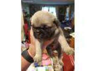Pug Puppy for sale in Sullivan, IN, USA