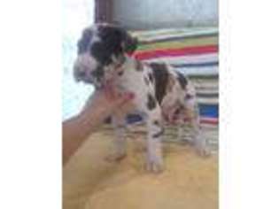 Great Dane Puppy for sale in Fontana, CA, USA