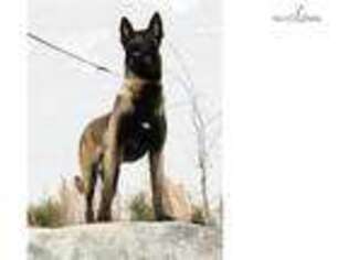Belgian Malinois Puppy for sale in Wilmington, NC, USA