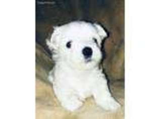Maltese Puppy for sale in Nova, OH, USA