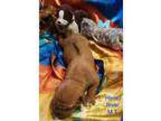 Rhodesian Ridgeback Puppy for sale in Cameron, TX, USA
