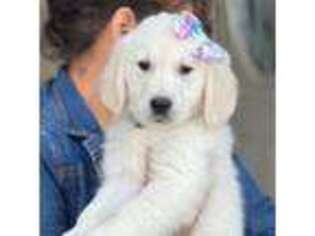 Golden Retriever Puppy for sale in North Highlands, CA, USA