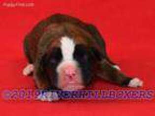 Boxer Puppy for sale in Houston, MO, USA