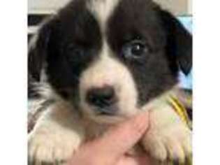 Cardigan Welsh Corgi Puppy for sale in Cambridge, NY, USA