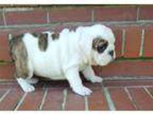 Bulldog Puppy for sale in Brooks, GA, USA