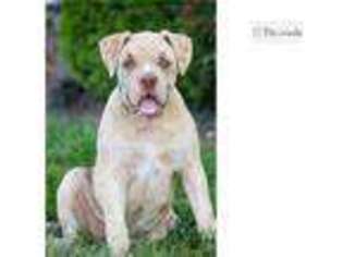 Alapaha Blue Blood Bulldog Puppy for sale in South Bend, IN, USA