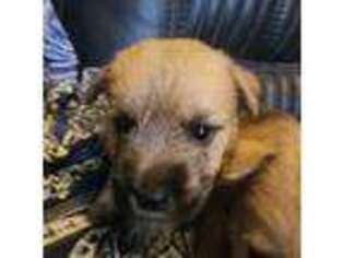 Cairn Terrier Puppy for sale in Daytona Beach, FL, USA